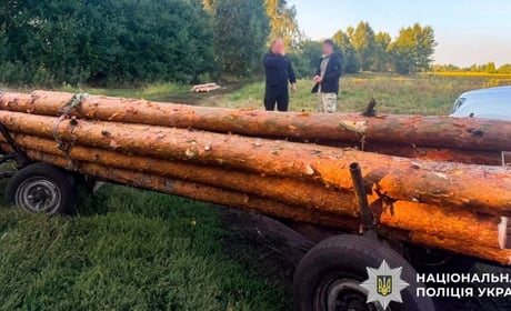 На Рокитнівщині чоловік зрубав сосни у заповідній зоні