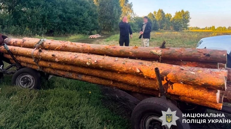 На Рокитнівщині чоловік зрубав сосни у заповідній зоні