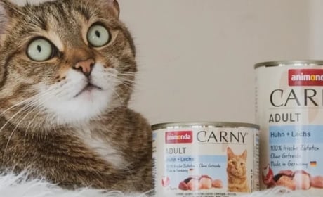 Корм Animonda для котів: особливості складу та вибір раціону