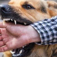 «Покусали дві тисячі людей»: на Сумщині стрімко зростає небезпека сказу