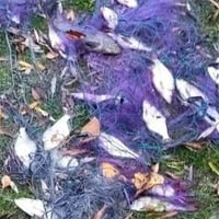 Майже 50 тисяч збитків за 5 кг риби: як шосткинець попався на браконьєрстві