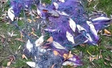 Майже 50 тисяч збитків за 5 кг риби: як шосткинець попався на браконьєрстві