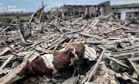 Трагедія на сільгосппідприємстві: через атаку БпЛА на Конотопщині загинула жінка та постраждали люди