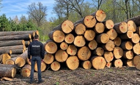 На Сумщині судитимуть ексочільника лісгоспу за продаж деревини зі збитками у 9,1 млн грн