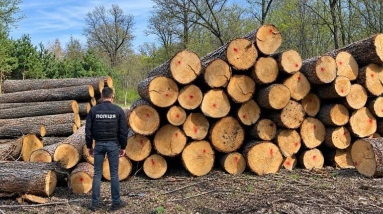 На Сумщині судитимуть ексочільника лісгоспу за продаж деревини зі збитками у 9,1 млн грн