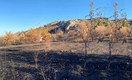 Побачив дуб Бандери — і почав вирощувати свої: історія південноукраїнця Юрія Сергієнка
