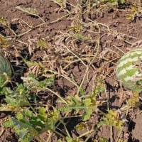 На Херсонщині більша частина врожаю кавунів залишилась в полях