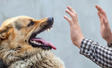 Після укусів тварин двоє городоччан перебувають у лікарні: лікар пояснив, як уберегтися від сказу