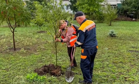 У Славуті висадили 167 молодих дерев
