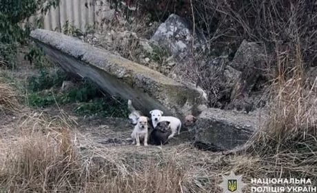 Жорстокість до тварин у Вигодянській громаді: очевидці заявили про потоплених цуценят