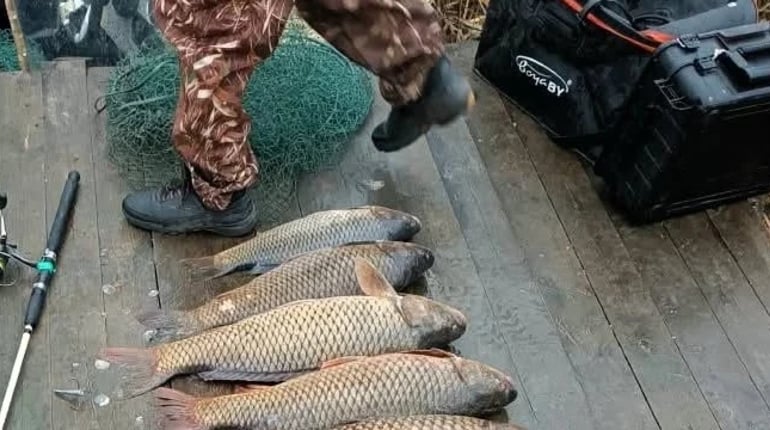 Дев'ять коропів на 161 тисячу гривень: на Глибокому Турунчуку викрили незаконну риболовлю