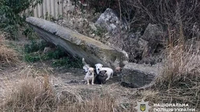 Жорстокість до тварин у Вигодянській громаді: очевидці заявили про потоплених цуценят