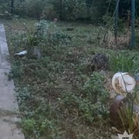 На Кременеччині чоловік застрелив сусідського кота