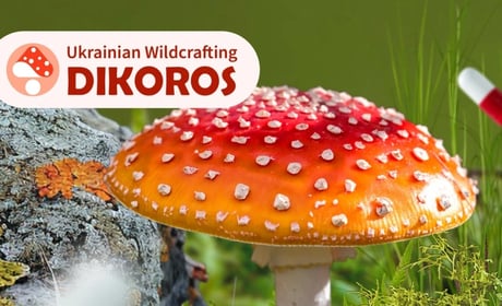 Червоний мухомор: 5 речей, які варто перевірити перед покупкою