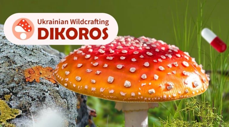 Червоний мухомор: 5 речей, які варто перевірити перед покупкою