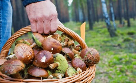 Коли за збір грибів, ягід та лікарських трав в лісі можуть оштрафувати: роз'яснення екологів