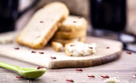 Мурахи на кухні? Цей копійчаний засіб знищить усе гніздо за кілька днів