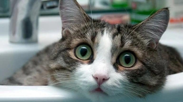 Тимчасове відключення води у Звягелі 18 серпня: адреси