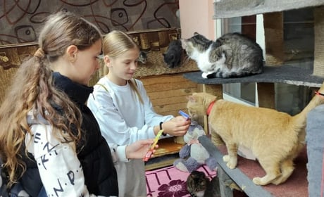 Близько 200 тварин і нові виклики через війну: як у Знам’янці працює притулок "Дай лапу"
