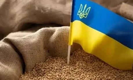 Україна може втратити третину врожаю: що загрожує мільйонам тонн зерна
