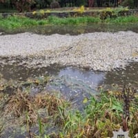 Через атаку на підприємство на Хмельниччині загинули тисячі мальків риби