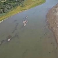 Річка на Хмельниччині стрімко міліє: рівень води досяг історичного мінімуму