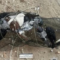 Хотіли власне голубівництво: у Старокостянтинові викрили серійних крадіїв птахів