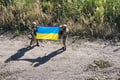 Україна повертає території на Донбасі, зриваючи російський наступ — The New York Times
