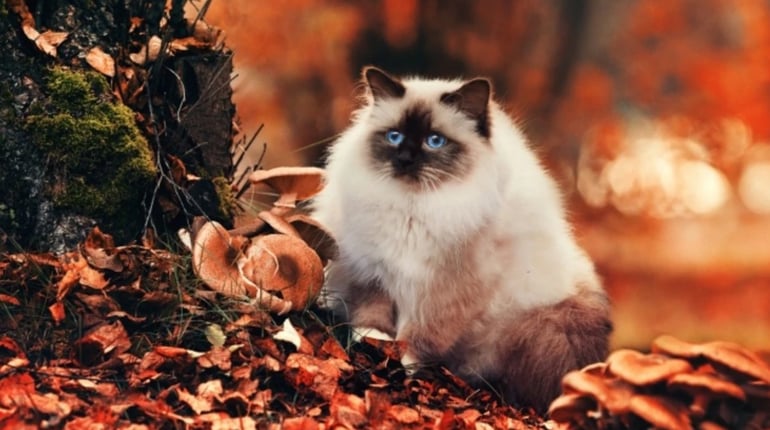Погода на лівобережжі Херсонщини з 23 по 25 жовтня: прогноз Українського гідрометеоцентру