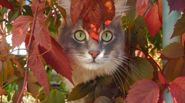Погода на лівобережжі Херсонщини з 26 по 28 жовтня: прогноз Українського гідрометеоцентру