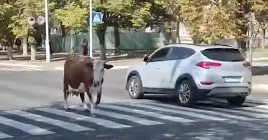 Рогата туристка на прогулянці: в Ізмаїлі корова вийшла на проспект (відео)
