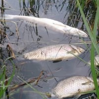 На Ізмаїльщині з'ясували, чому в каналі масово загинула риба: результати аналізів