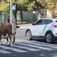 Рогата туристка на прогулянці: в Ізмаїлі корова вийшла на проспект (відео)