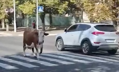 Рогата туристка на прогулянці: в Ізмаїлі корова вийшла на проспект (відео)