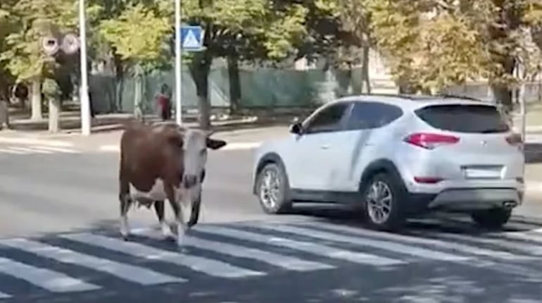 Рогата туристка на прогулянці: в Ізмаїлі корова вийшла на проспект (відео)