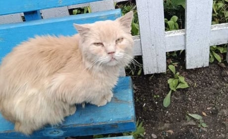 Порятунок Персика