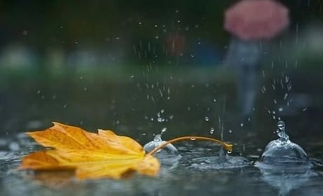 Якщо не викопали картоплю - поспішіть! З наступного тижня - похолодає та підуть дощі