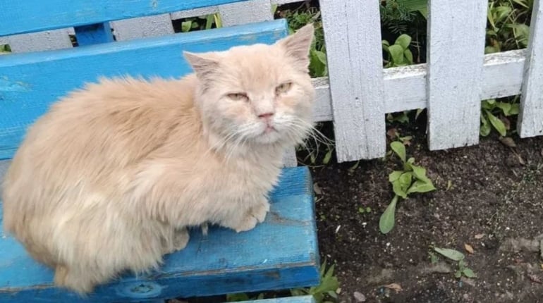 Порятунок Персика