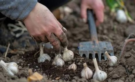 Коли садити часник на зиму 2026 року: терміни посадки та сприятливі дати