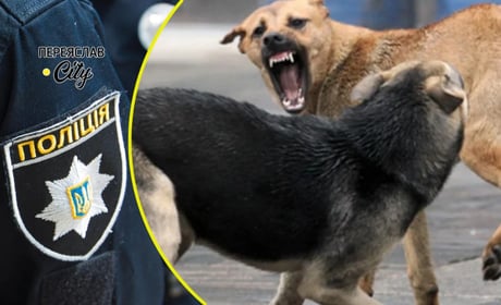 На Переяславщині викликали наряд, бо кусалися сусідські собаки, а родичі сварилися: хроніка поліції