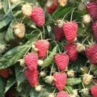 Ремонтантна малина: скосити всю під корінь чи все-таки залишити частину пагонів?