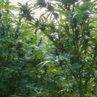 Поліцейські Черкащини провели 23 обшуки в межах спецоперації «Джентльмени»