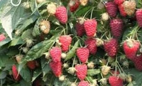 Ремонтантна малина: скосити всю під корінь чи все-таки залишити частину пагонів?
