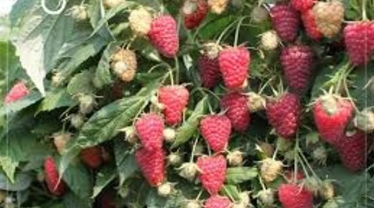 Ремонтантна малина: скосити всю під корінь чи все-таки залишити частину пагонів?