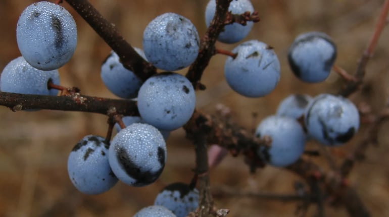 Кущ із характером і терпкими плодами: той самий терен із пісень, кулінарних книг, степів та Карпат